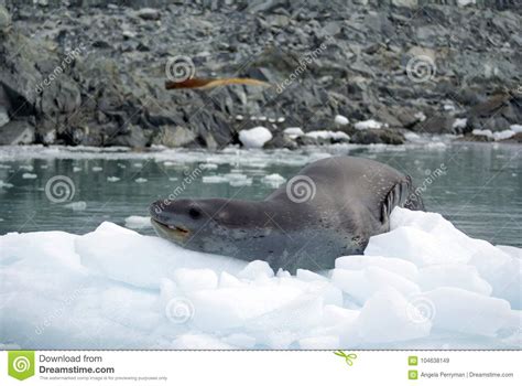 Leopard seal on an iceberg stock image. Image of frigid - 104638149