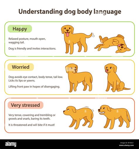 Dog body language infographic chart. Understanding dog poses that mean different emotions: happy ...