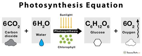 Photosynthesis – Definition, Steps, and Formula with Diagram