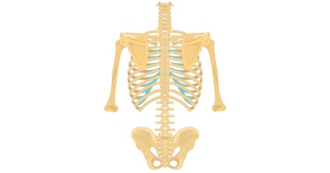 Thoracic Vertebrae: anatomy and labeled diagram | GetBodySmart