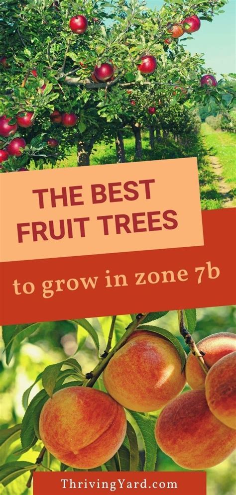 The best fruit trees to grow in zone 7b | Fruit trees, Planting fruit trees, Growing peach trees