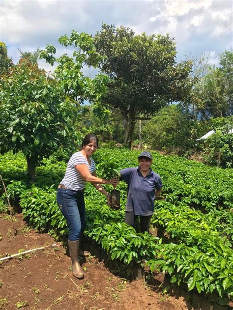 Starbucks Coffee Farm, Alajuela, Costa Rica | Coffee farm, Costa rica ...