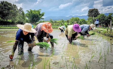 Langit Helps Malaysia Smallholder Farmers Bring Agriculture Products ...