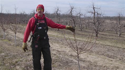 Peach Tree Pruning - YouTube