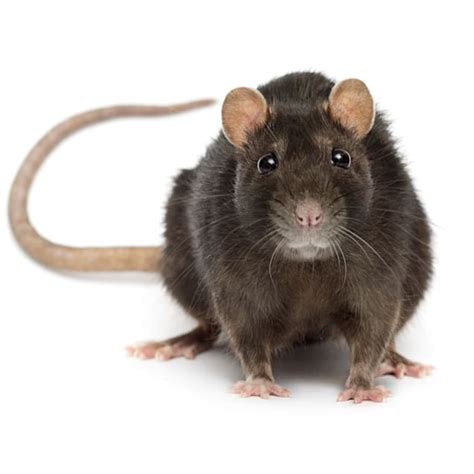 Pet Rats For Sale| Petco