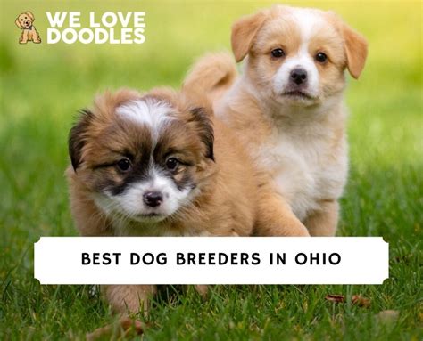 11 Best Dog Breeders in Ohio!