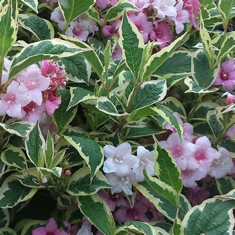 Weigela florida 'Variegata' - Riverside Garden Centre