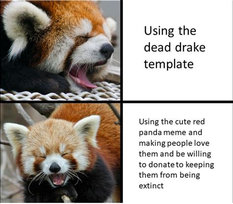 Red panda are the cutest animal : r/wholesomememes