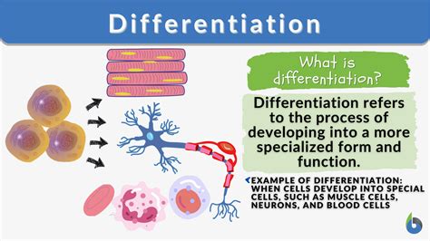 Differentiation - Definition and Examples - Biology Online Dictionary