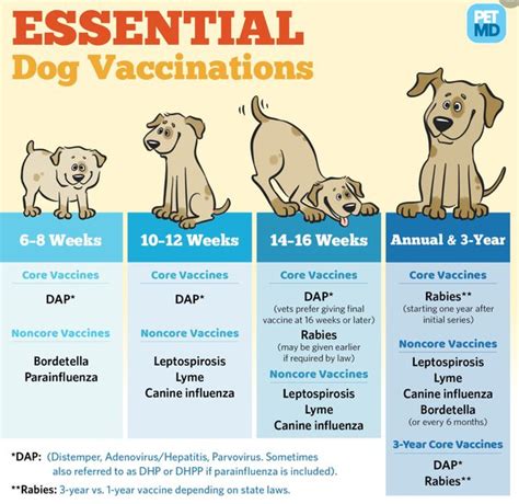 Can My 3 Year Old Vaccinated Dog Get Parvo