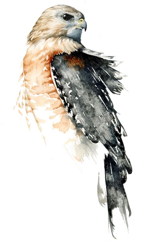 Cooper's Hawk | Bird watercolor paintings, Watercolor bird, Bird watercolor art