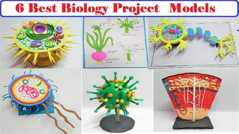 6 best biology project models | diy | howtofunda | still model | science project ideas - YouTube