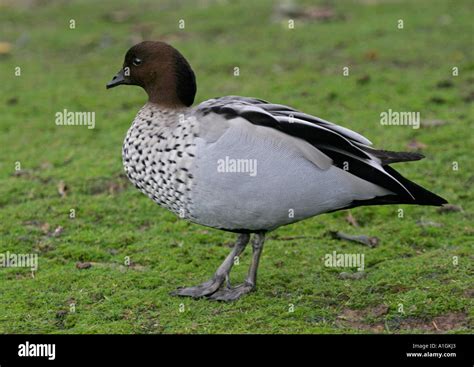 Australian wood duck or maned goose slimbridge wwt gloucestershire hi-res stock photography and ...