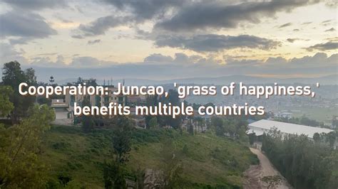 Cooperation: Juncao, 'grass of happiness,' benefits multiple countries ...