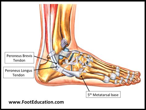 Peroneus Longus Anatomy