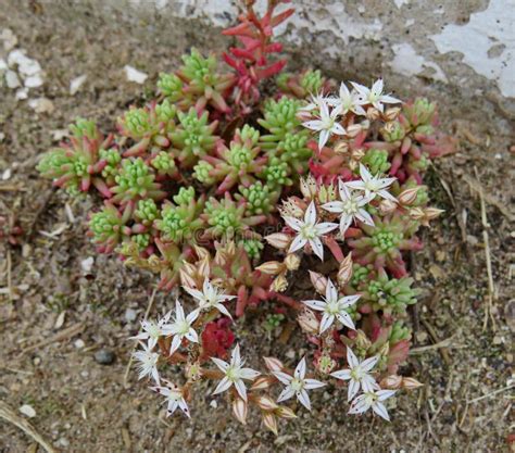 Stonecrop White Lat. Sedum Album White Flowers Close Up Stock Photo - Image of blossom, plants ...