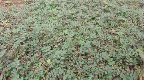 Spurge Weed Identification [How to Kill Spurge in Your Lawn]