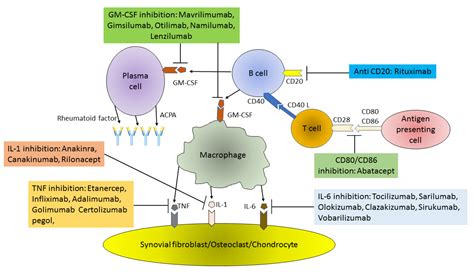 Cells | Free Full-Text | Biologic Drugs for Rheumatoid Arthritis in the Context of Biosimilars ...