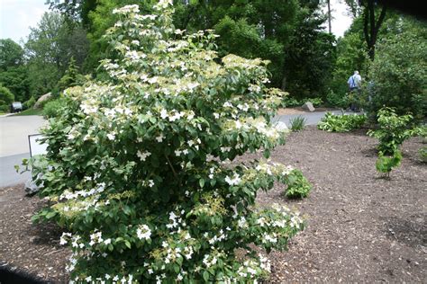 Viburnum plicatum f. tomentosum 'Summer Snowflake' – Ballyrobert Gardens