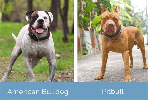 Pitbull vs American Bulldog: What’s the Difference? | Hepper