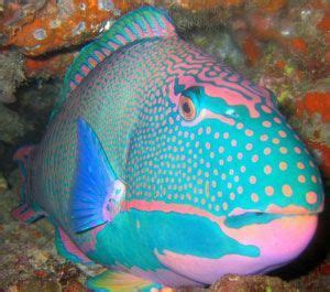 Pink & Baby Blue Parrotfish Beautiful Creatures, Animals Beautiful, Cute Animals, Underwater ...