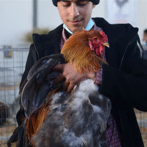 An inside look at Libya's first chicken beauty pageant