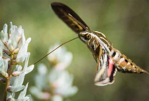 The Hummingbird Moth – Possibly The Most Amazing Moth Of All - mothinfo.com