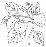 Printable Strawberry Coloring Page sketch template
