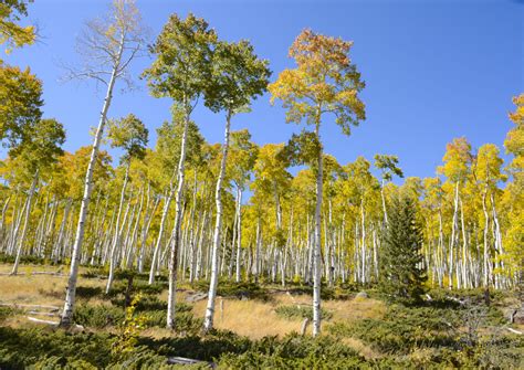 Pando Aspen Colony Utah