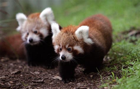 Red Pandas Wallpapers - Wallpaper Cave