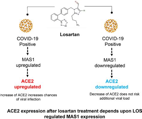 Schematic diagram shows controversy of losartan treatment for Covid-19 ...