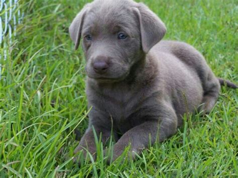 Silver lab puppy | my dream puppies | Pinterest