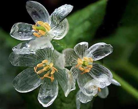 Flor esqueleto o flor de cristal: ¡qué gran metamorfosis! | Plantas