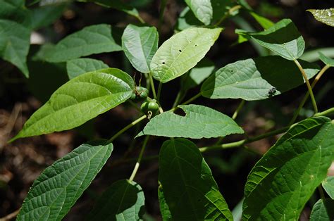 Flora of Mozambique: Individual record no: 42134: Alchornea laxiflora