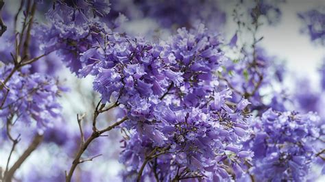 Jacaranda | San Diego Zoo Animals & Plants