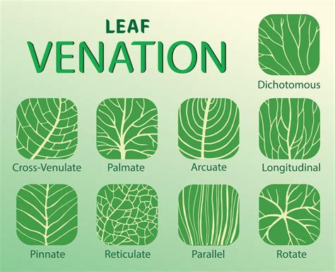 illustration of leaf venation types 23087852 Vector Art at Vecteezy