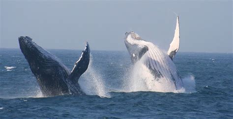 Cape Town Whales & Garden Route | South Africa Wildlife Safari