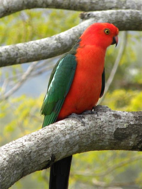 Australian King Parrot (Male) Free Photo Download | FreeImages