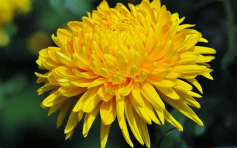 Yellow Chrysanthemum wallpaper | 1920x1200 | #23750