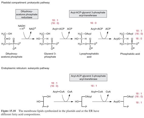 Glycerol 3-phosphate is a precursor for the synthesis of glycerolipids