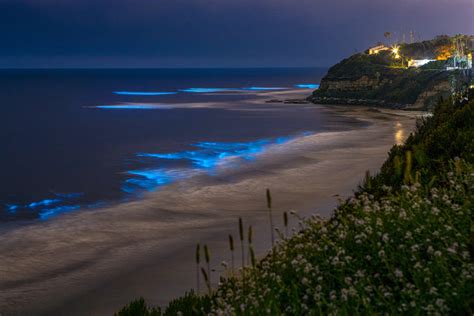 Bioluminescent Waves at California Beaches