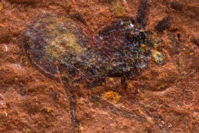 Exquisite spider fossils from Australia offer clues to their evolution | New Scientist