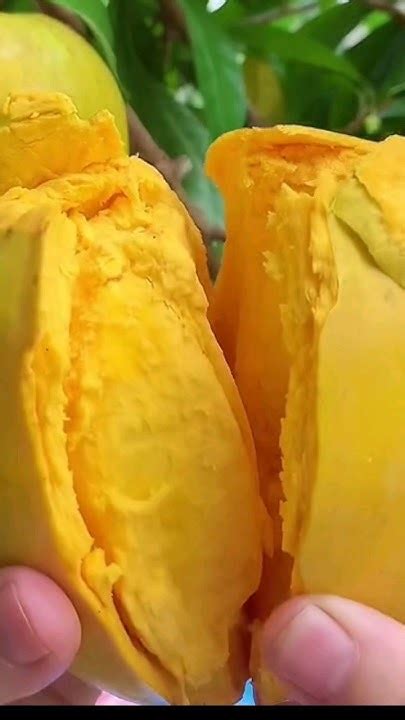 amazing Eggfruit/Tisa fruit healthy benefits #foryou #tisafruit #eggfruit #fruitslovers #fyp # ...