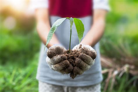 From the Ground up — the Soil Can Make All the Difference in Healthy, Thriving Plants ...