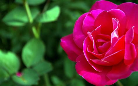 Rose Wallpaper Hd Tumblr For Walls for Mobile Phone widescreen for desktop full size dwonload ...