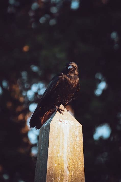 Close-Up Shot of a Raven · Free Stock Photo