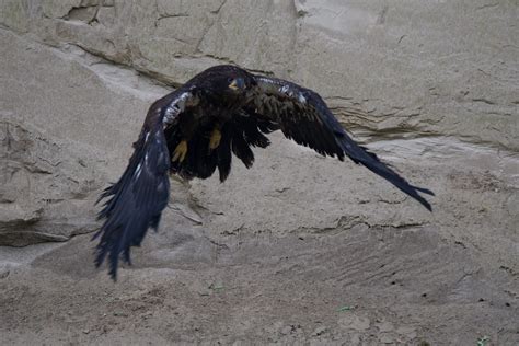 Concern For Bald Eagle Fledgling – Paul Gains Photography