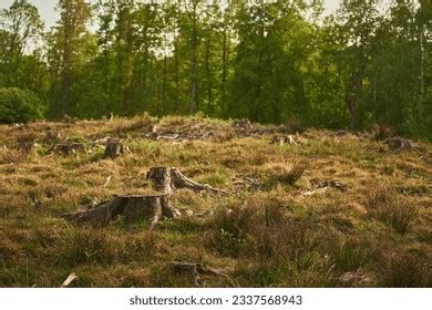 Deforestation Stumps Show That Overexploitation Leads Stock Photo ...