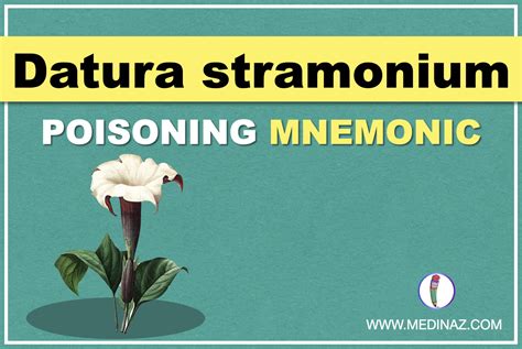 Datura stramonium Poisoning Mnemonic - Medinaz FMT - Medinaz Blog