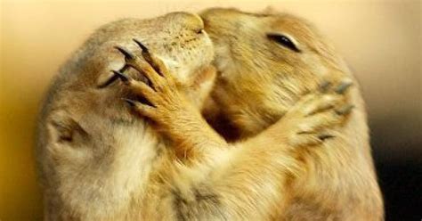 22 Adorable Animal Kisses (PICTURES)